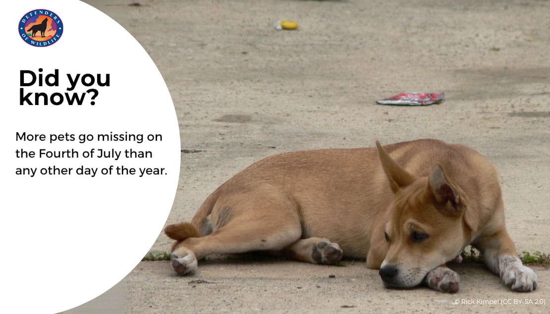 dog graphic