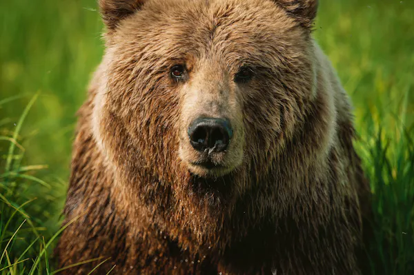 Bear facing straight ahead