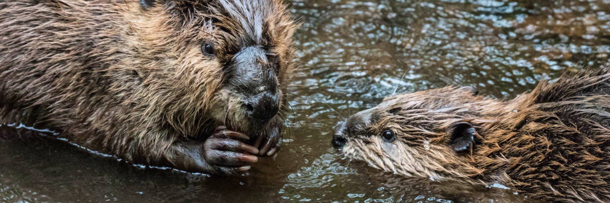 two beavers in water