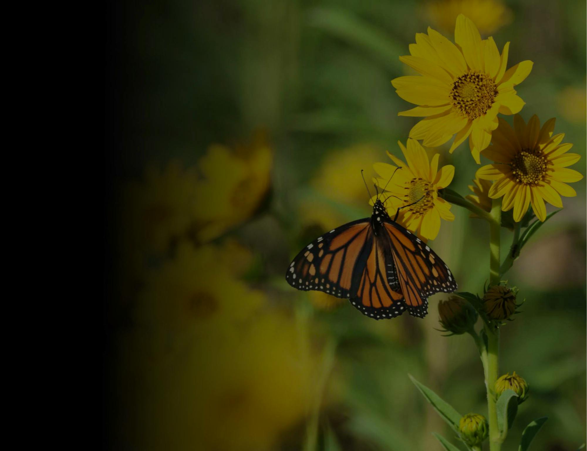 Monarch butterfly