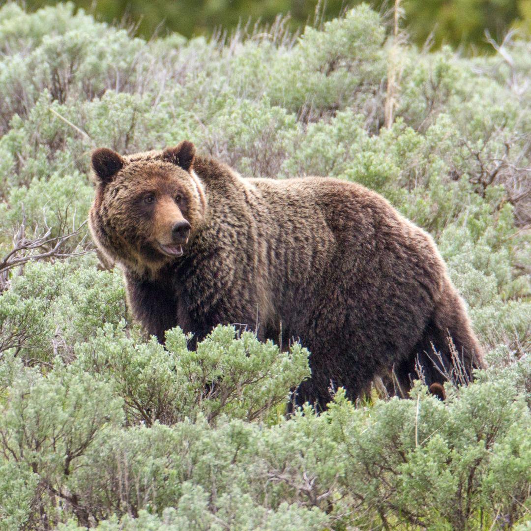 grizzly sow at Yellowstone National Park