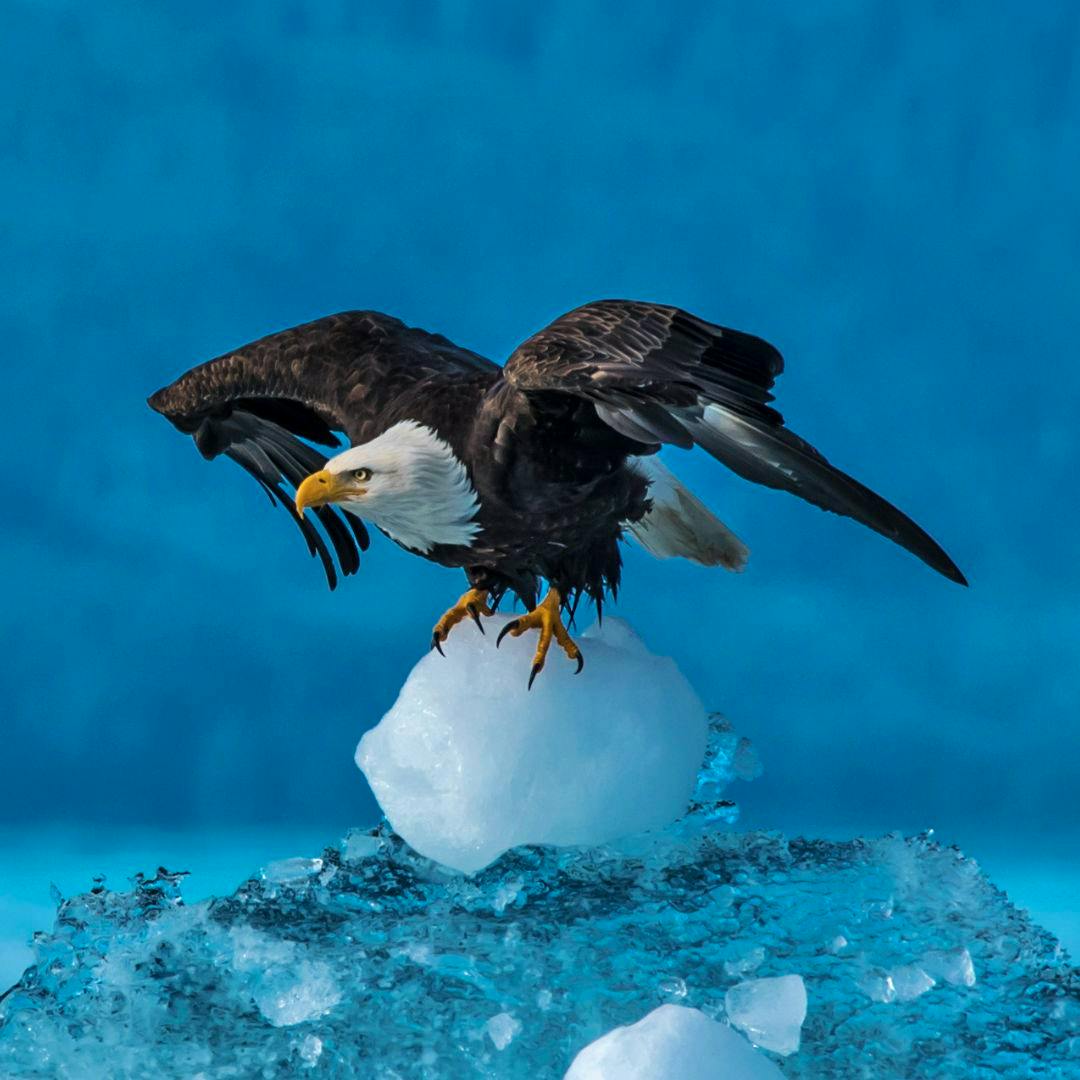 bald eagle on iceberg