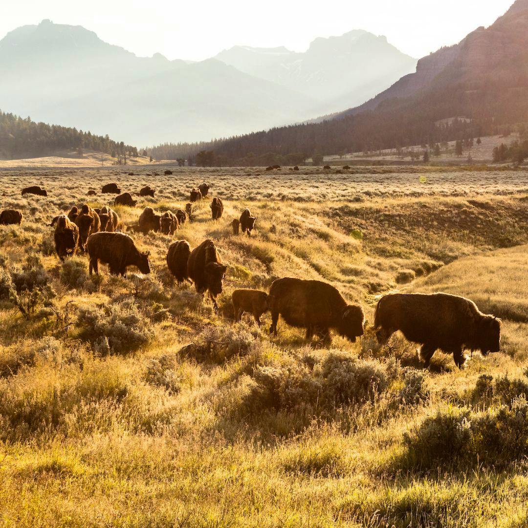 bison at sunrise in Lamar Valley