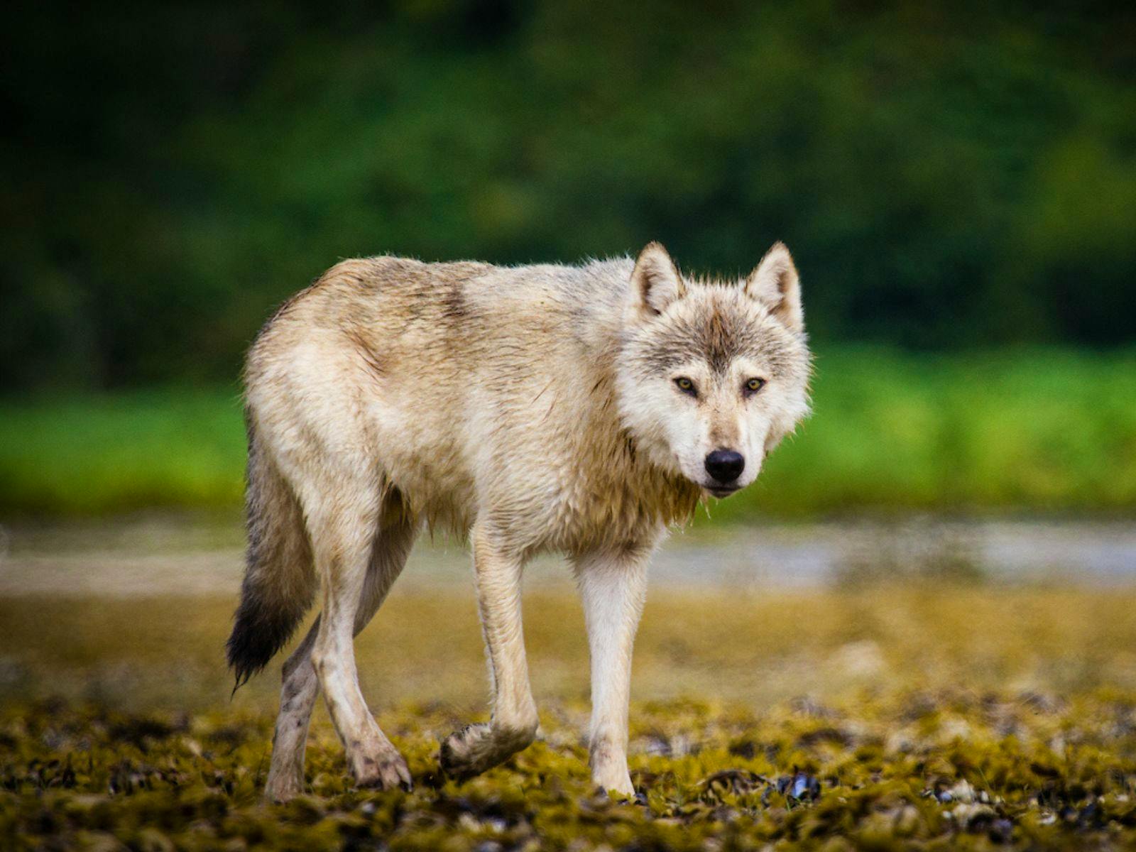 gray wolf walking with paw raised and looking at camera