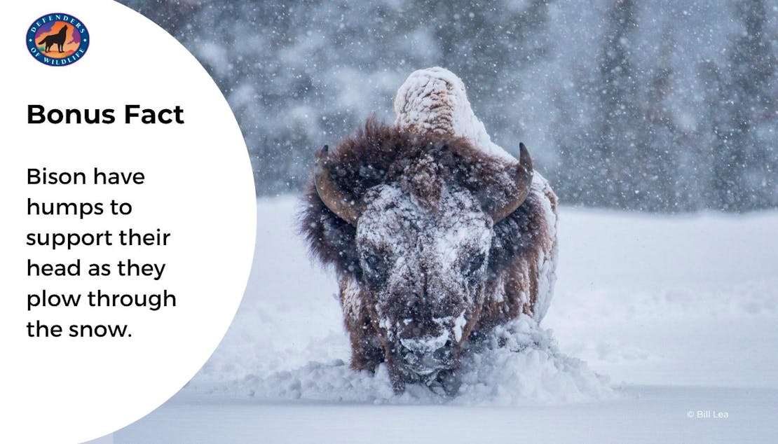 Bison graphic 1