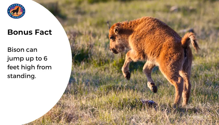 Did You Know this About American Bison? | Defenders of Wildlife