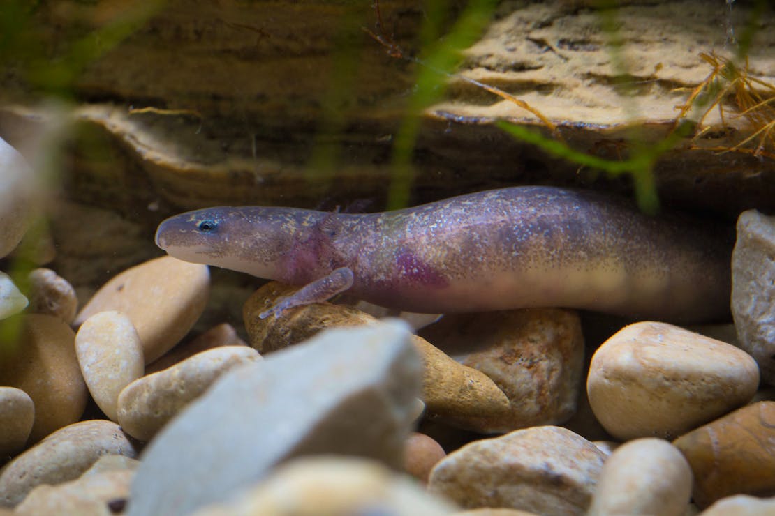  Barton Springs Salamander -