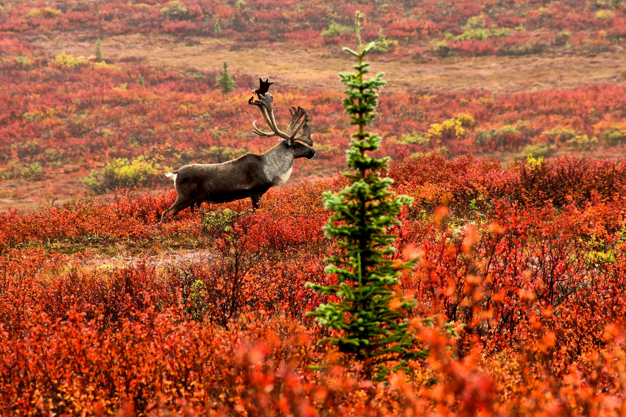 caribou