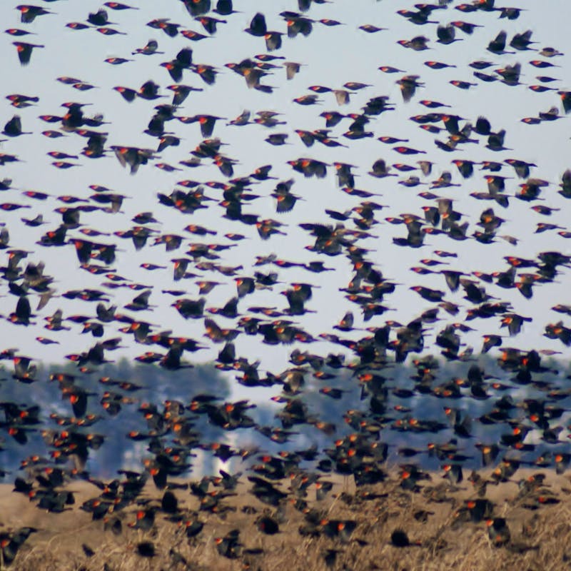 A flock of red-winged blackbirds fly over Lake Mattamuskeet