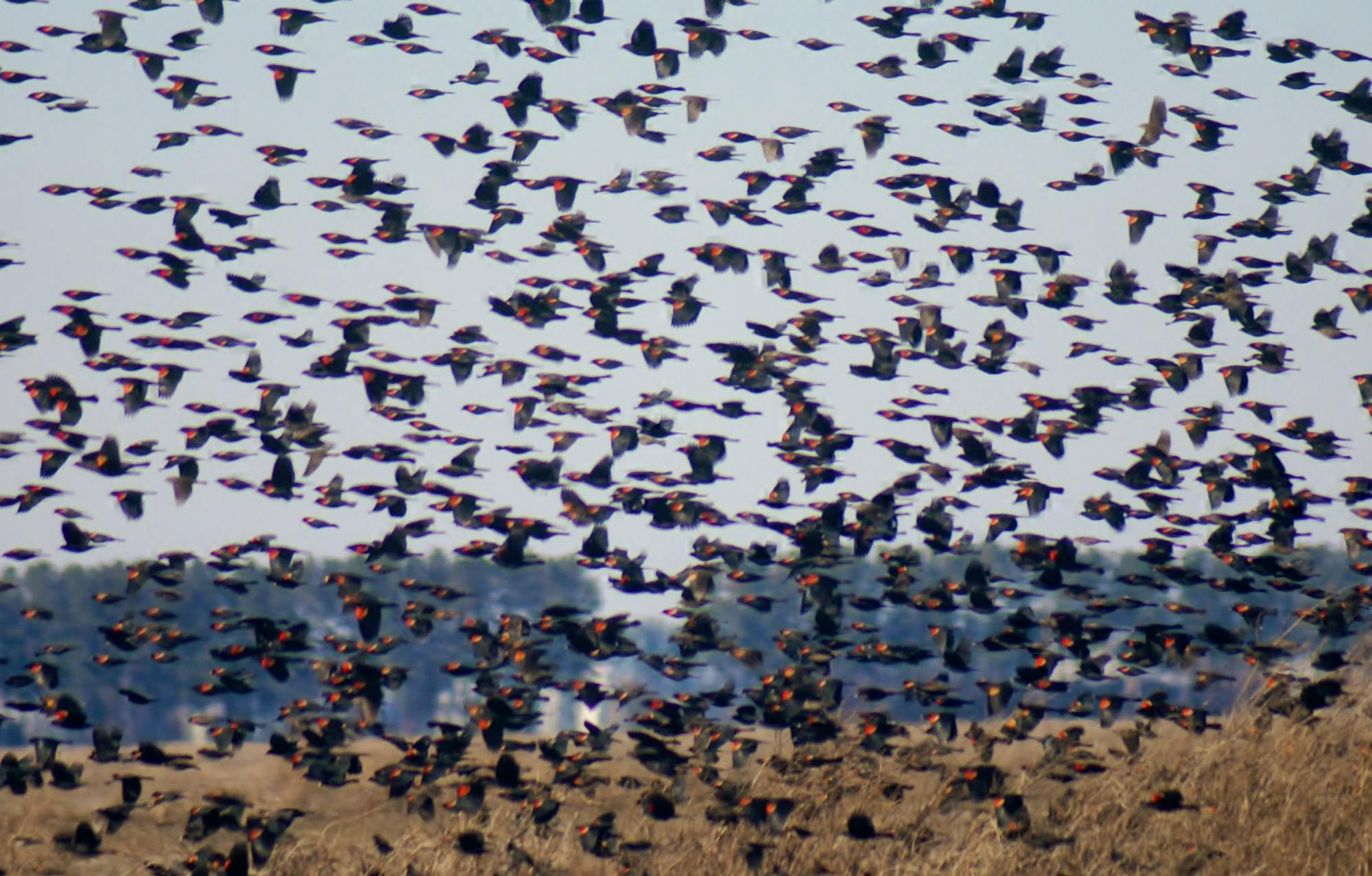 A flock of red-winged blackbirds fly over Lake Mattamuskeet