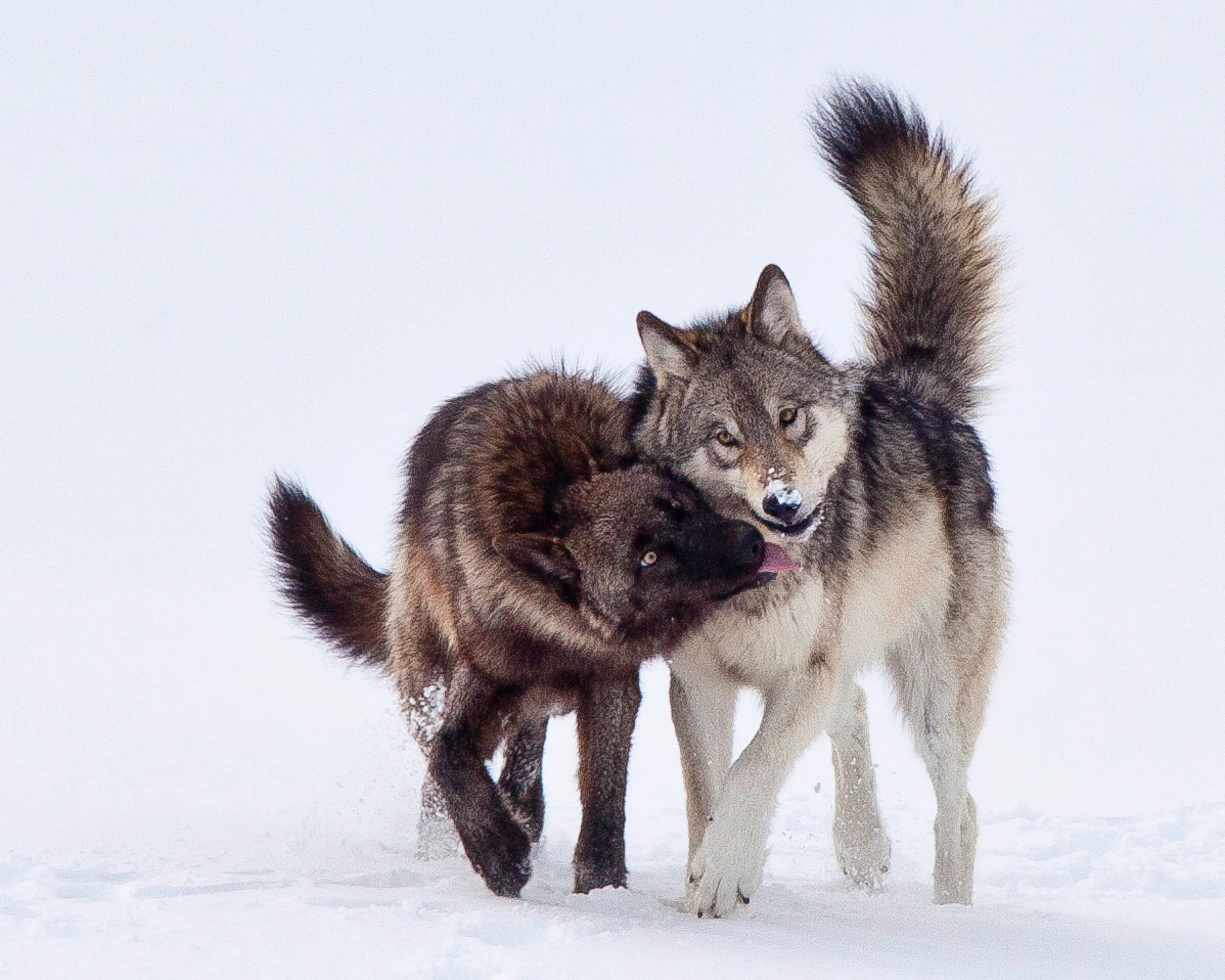 gray wolf