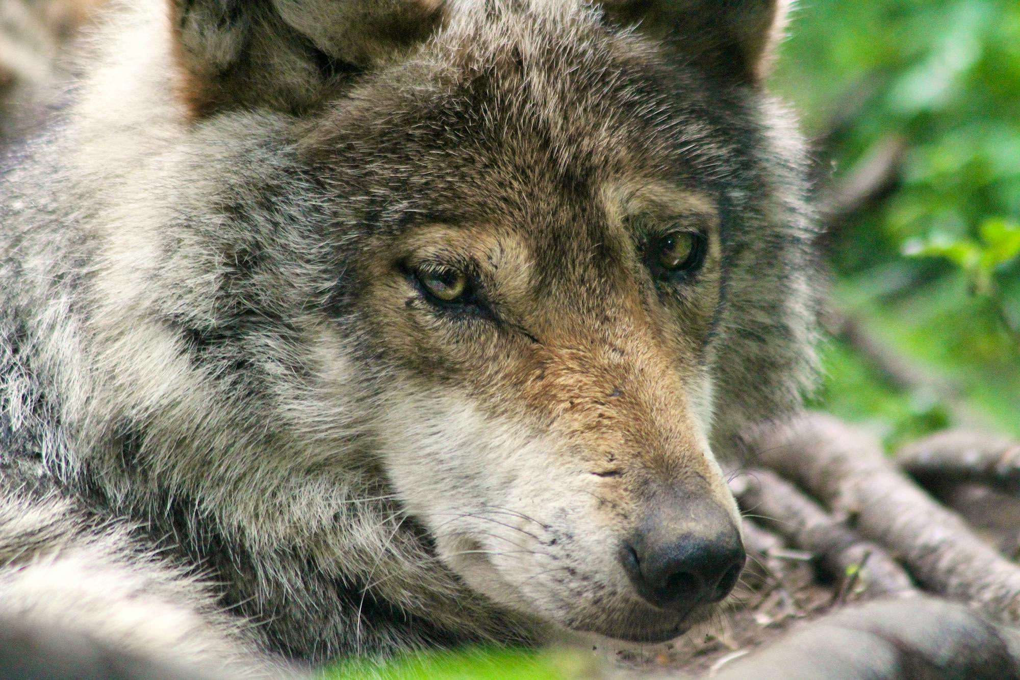 2013.06.28 - Mexican Gray Wolf Stare - Wolf Conservation Center.jpg