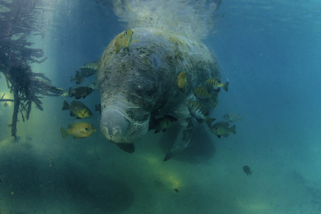 manatee