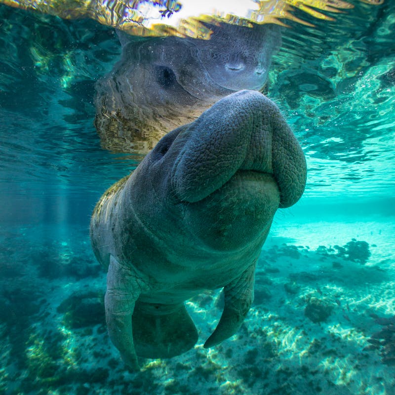 Manatee in water