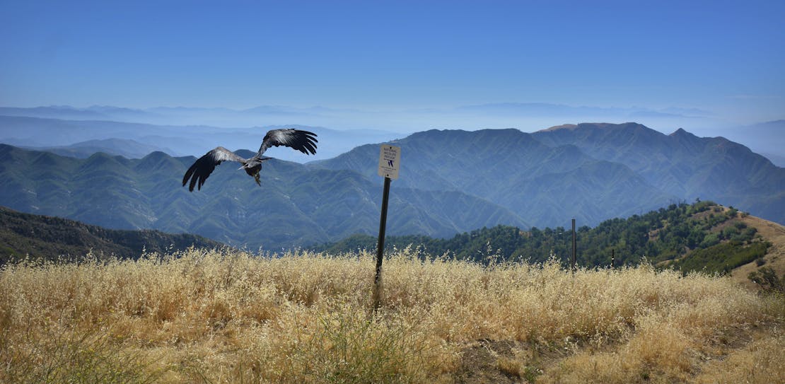 CA Condor