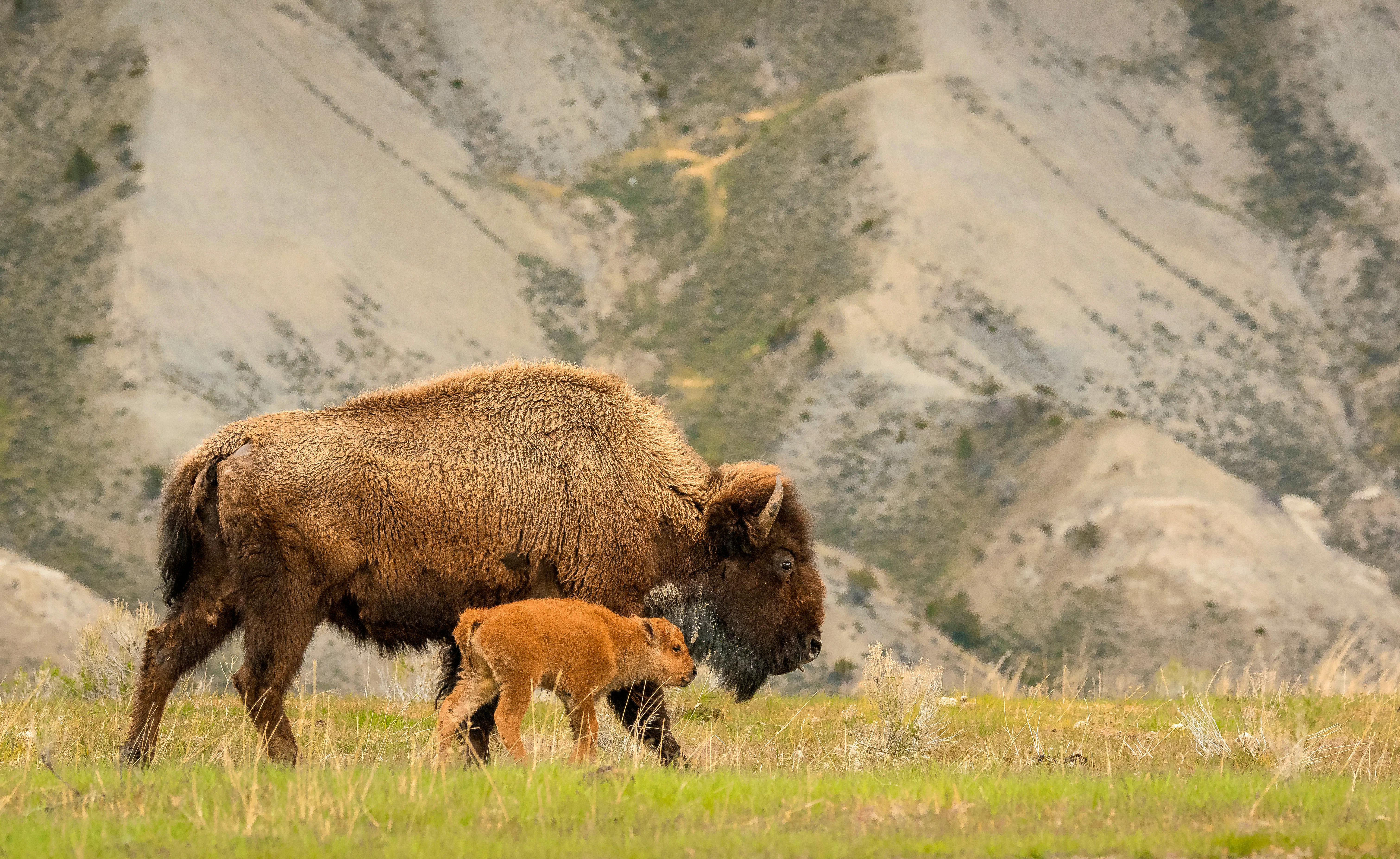 large brown bison standing with baby, red bull, mountain range in the background and grass in the forefront