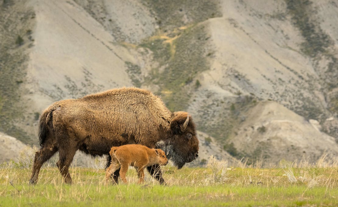 Bison with calf