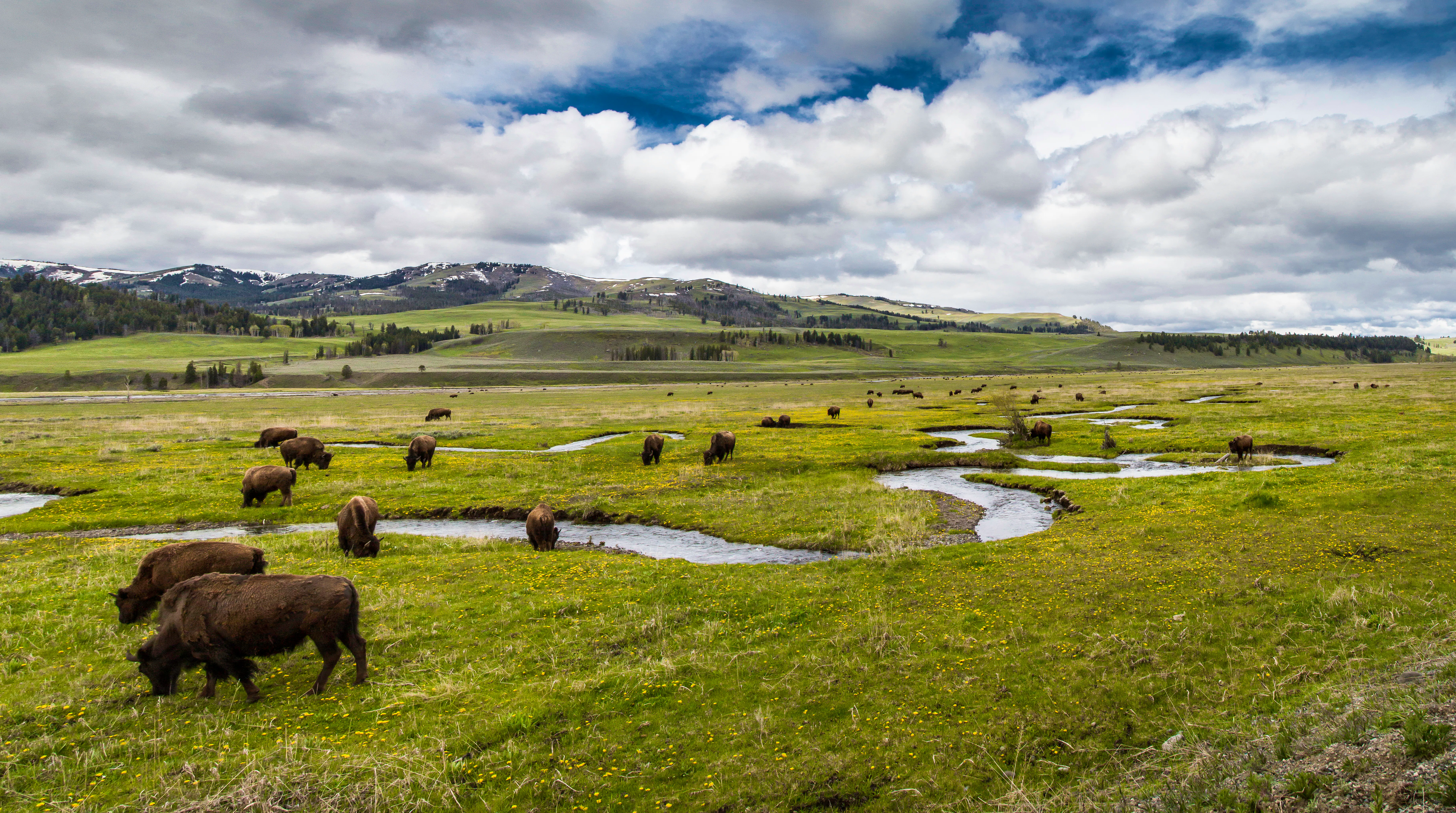 Bison