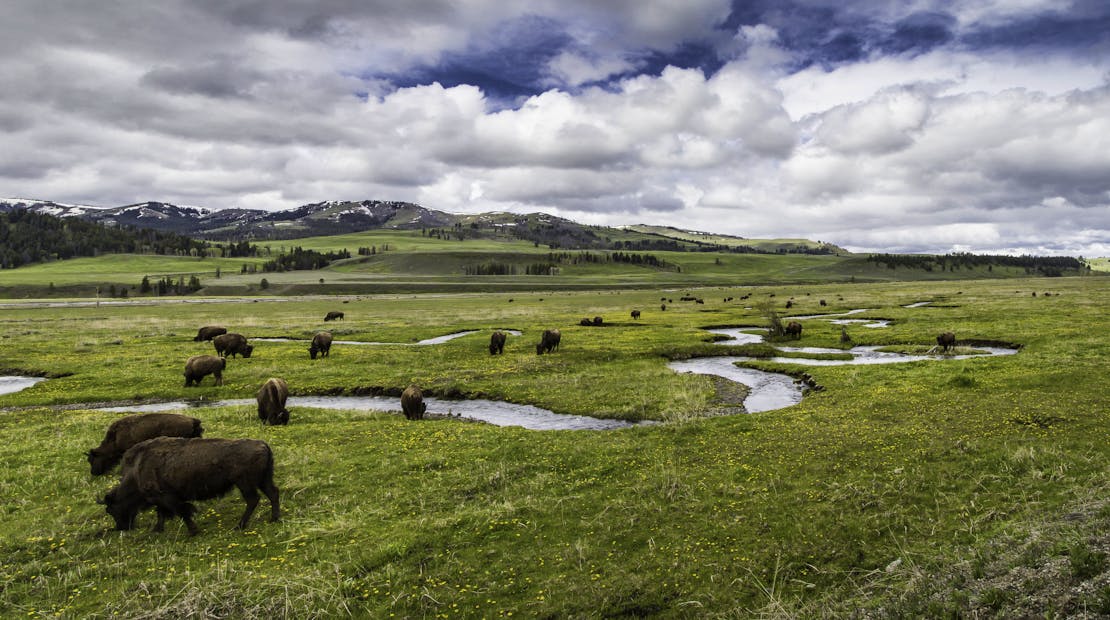 Bison