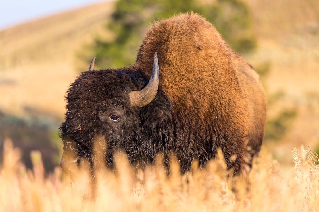 Bison in field
