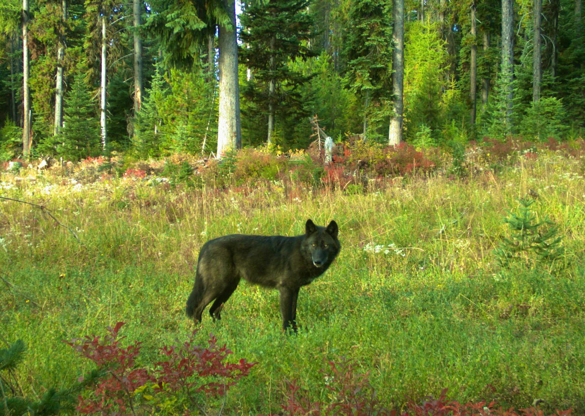 gray wolf