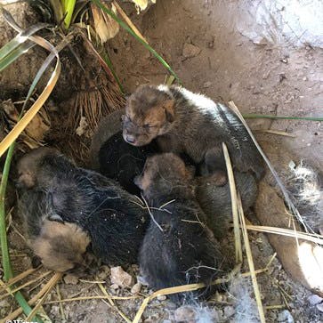 2018.10.21 - Mexican Gray Wolf Pups - Watson.jpg