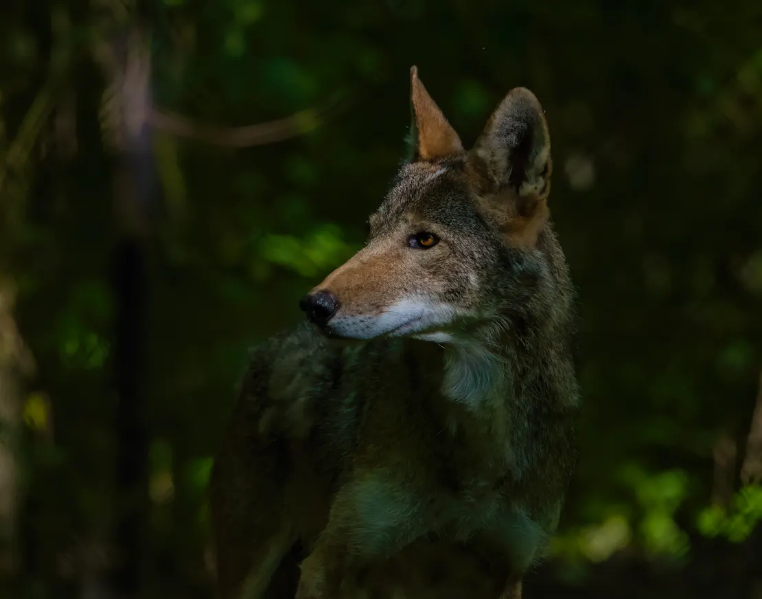 Male red wolf profile