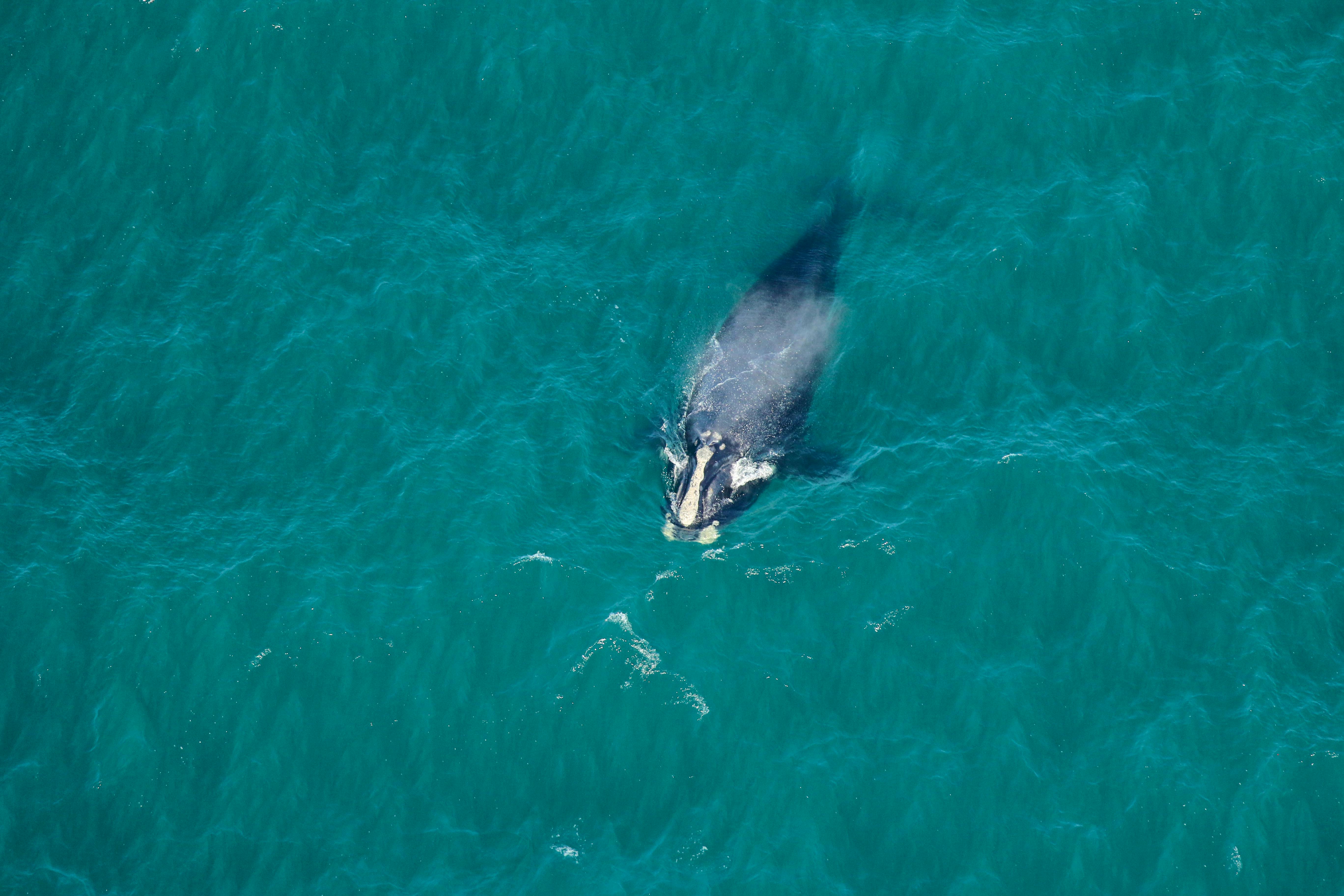 right whale calf