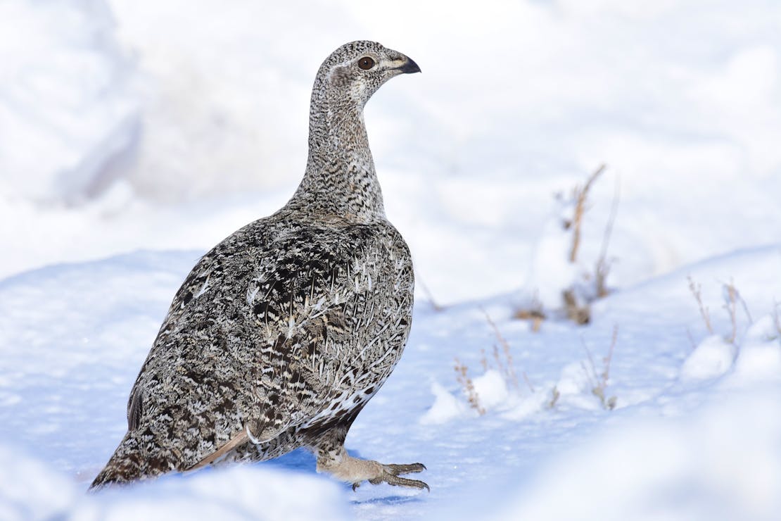 Greater Sage-Grouse