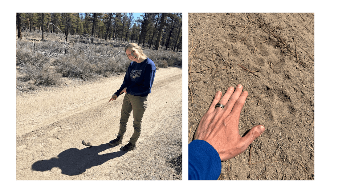 gray wolf tracks, OR