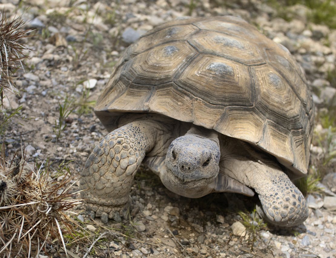 tortoise