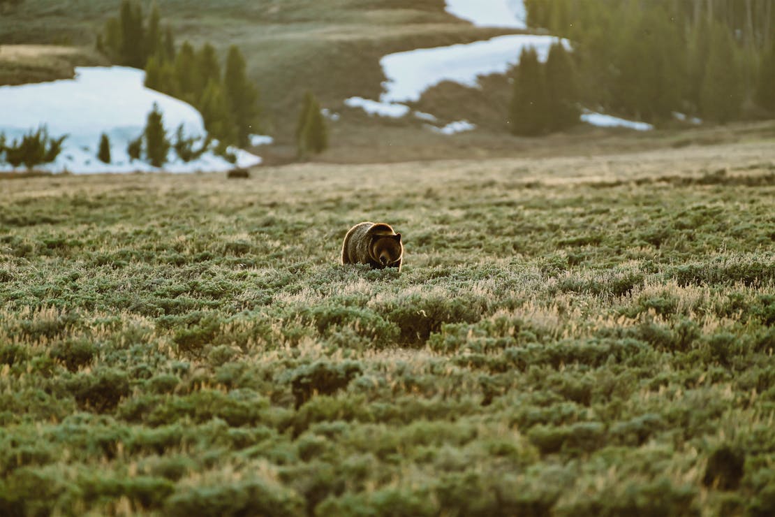 grizzly bear