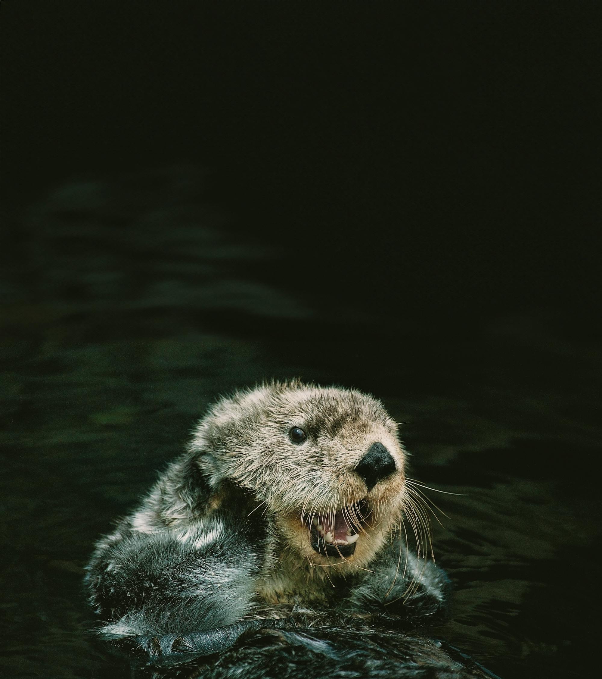 sea otter
