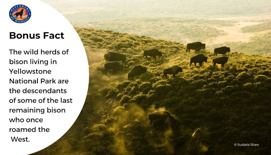 bison graphic 3