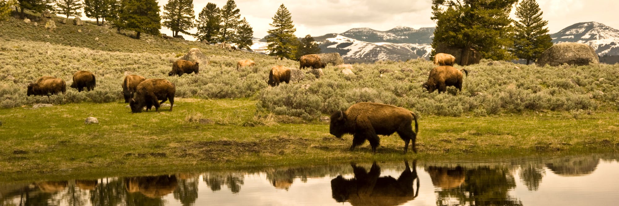 bison header
