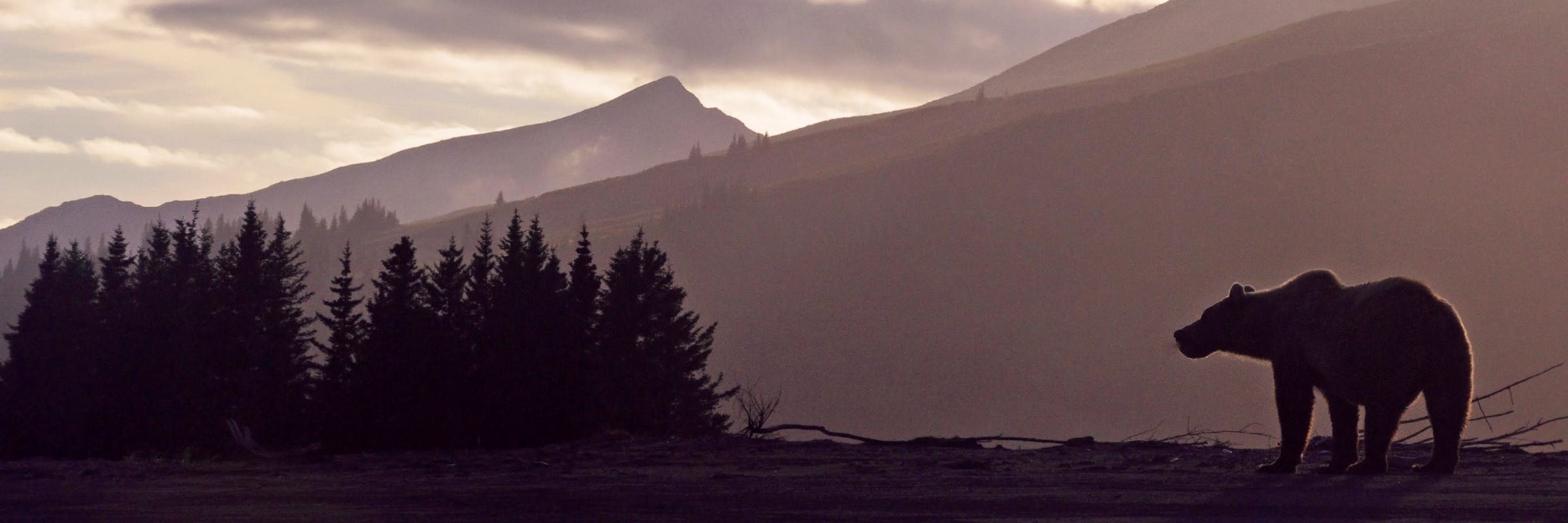 bear sunset header