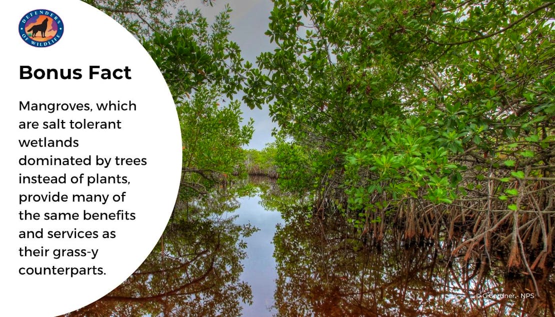 salt marsh graphic