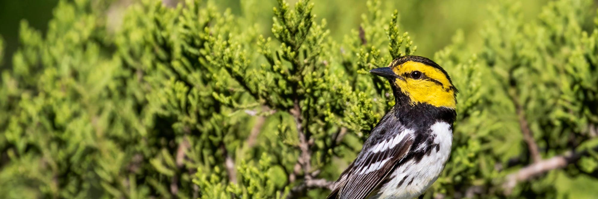 Golden-Cheeked Warbler in Juniper Ashe Tree at Lost Maples State Park, Texas.