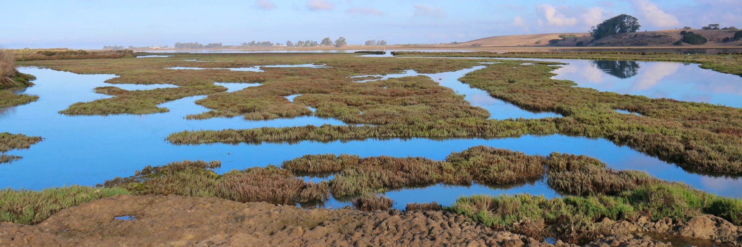 wetland aerial view
