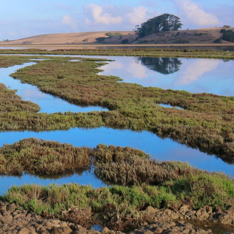 wetland aerial view