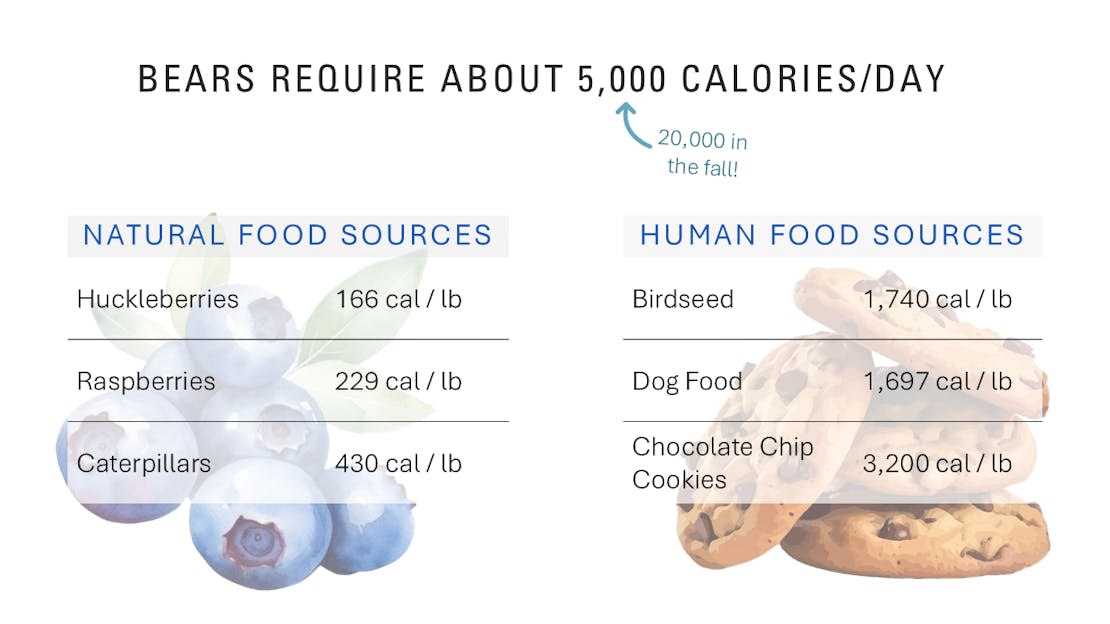 bear calories