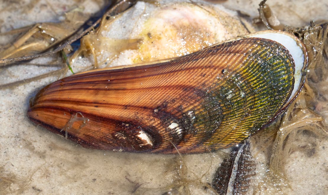 ribbed mussel