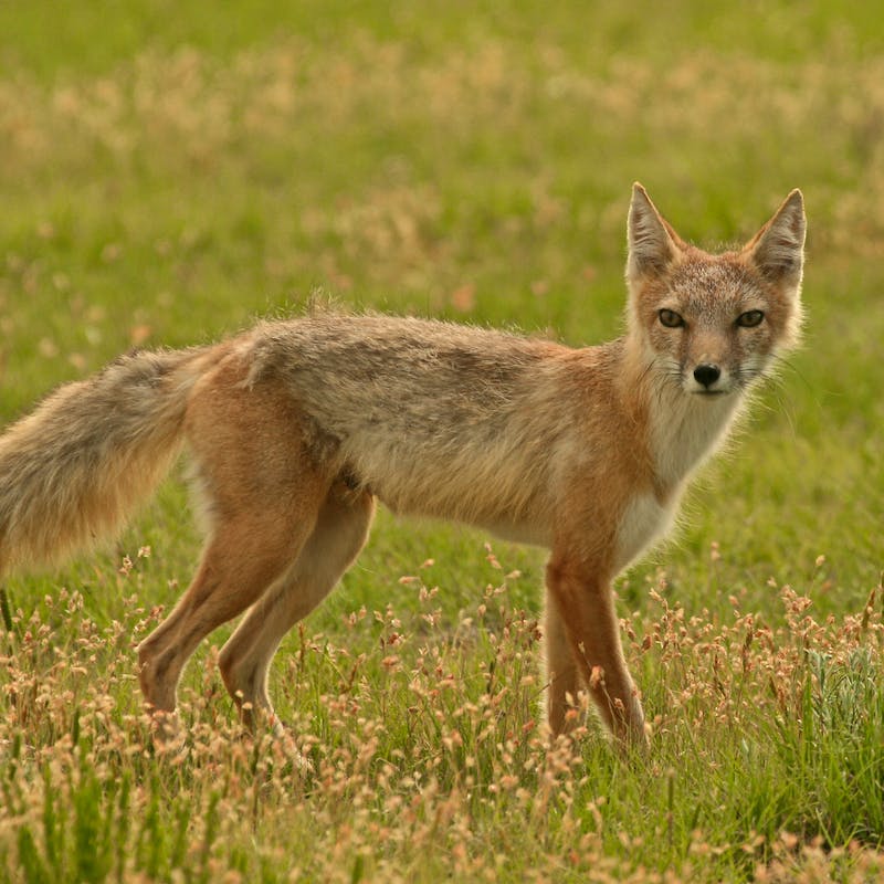 swift fox on prairie