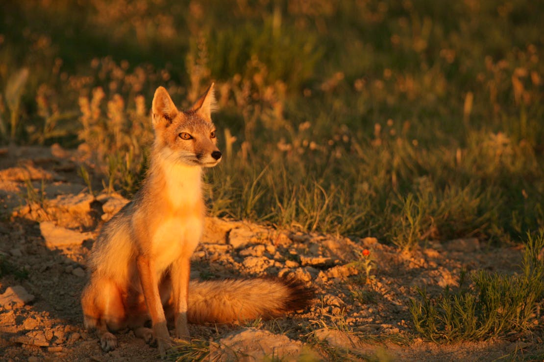 alert swift fox at sunset