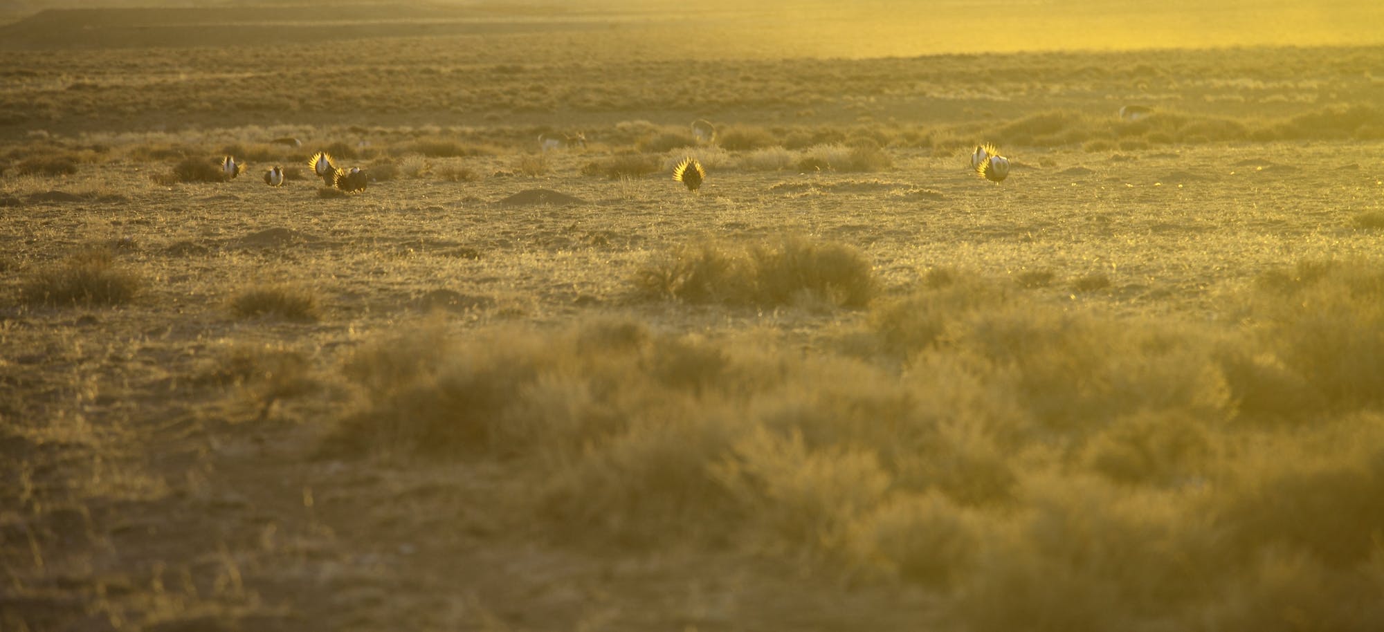sage grouse in field