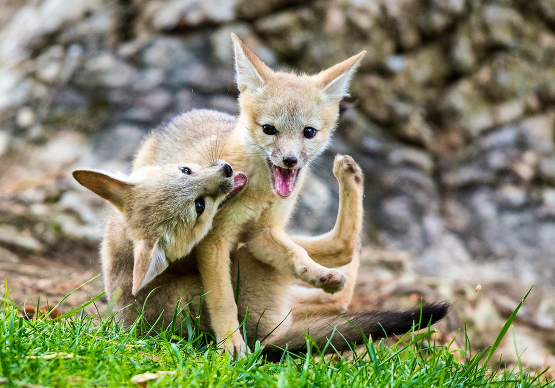Young San Joaquin Kit Foxes playing