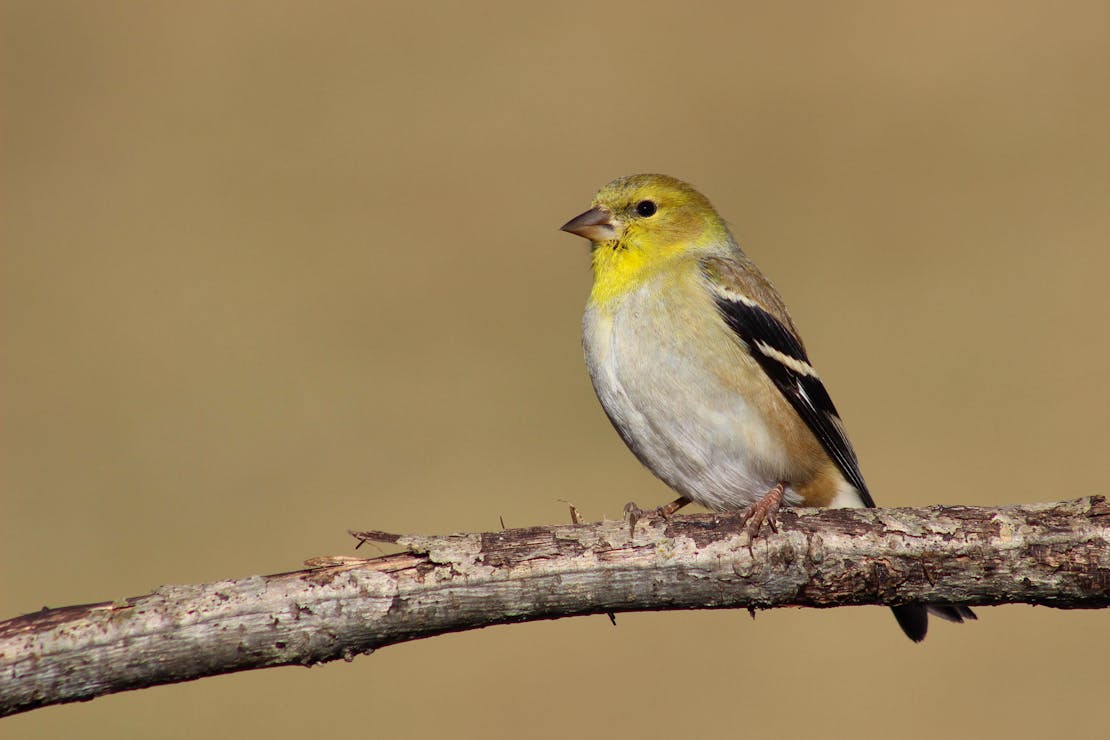 American Goldfinch