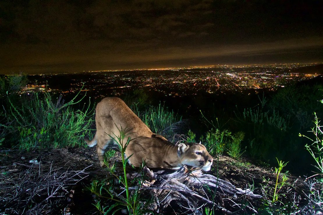 mountain lion