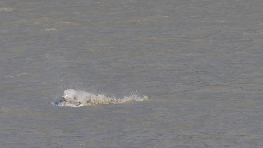 beluga