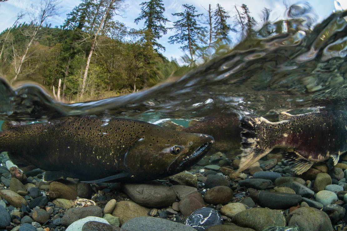 chinook salmon